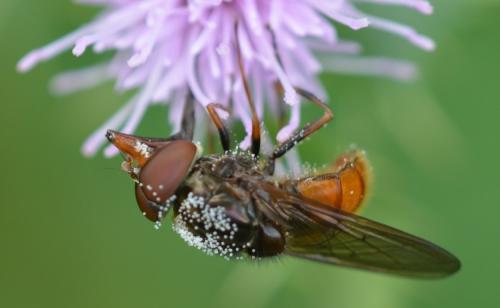 Réf. 329 590 : Rhingia campestris